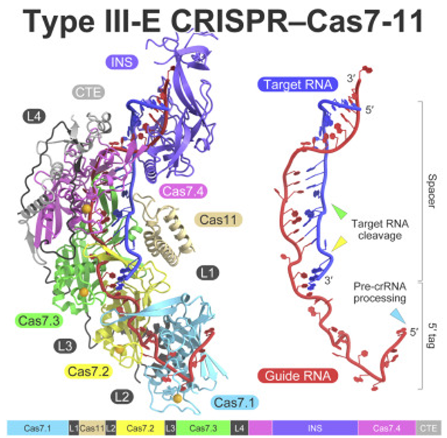 ساختار و مهندسی تیپ III-E کمپلکس CRISPR-Cas7-11